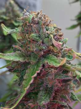 Shock Trauma (Picture from New420Guy_Seeds..)